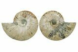Cut & Polished, Agatized Ammonite Fossil - Deep Crystal Pockets #348992-1